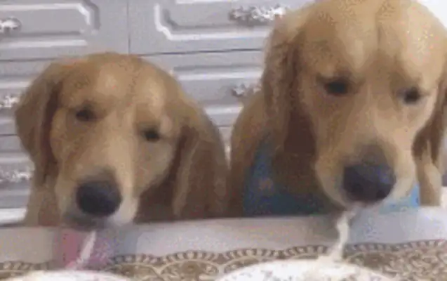 The dog smokes a fresh noodle. Netizen: Doubt that noodle is fake