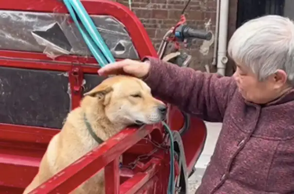 Grandma went to live in the city, the dog couldn't take it with her, so she took it to the market. Sell