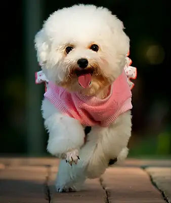 How can we ease loneliness when we're old? Get a dog
