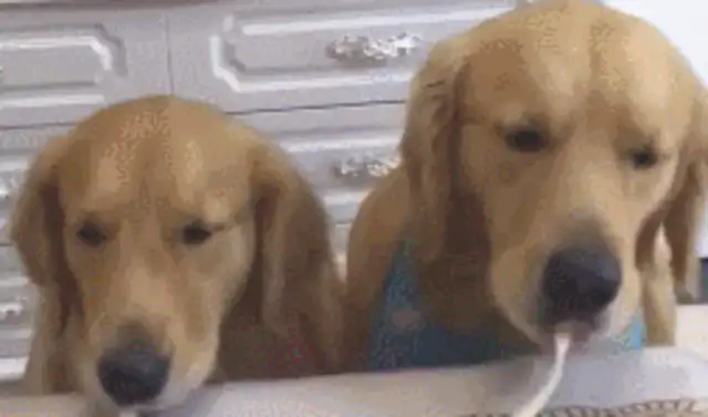 The dog smokes a fresh noodle. Netizen: Doubt that noodle is fake