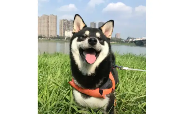 Dogs traveled to Yunnan to tan every day, and the UV light was too strong and the ass was tanned..
