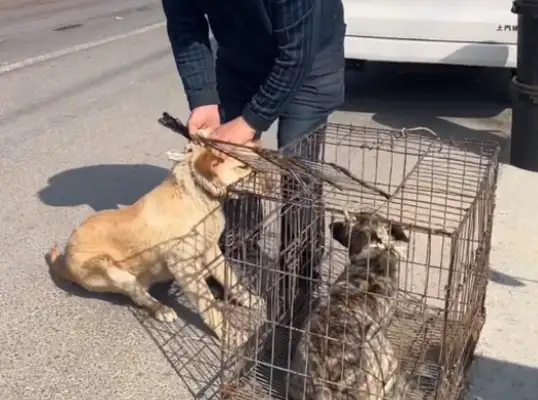 Once he left, the dog was thrown in a cage and found to make money