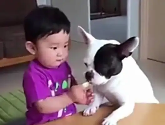 After the dog fights for food, the master weeps, and the dog sobbing when he's wrong