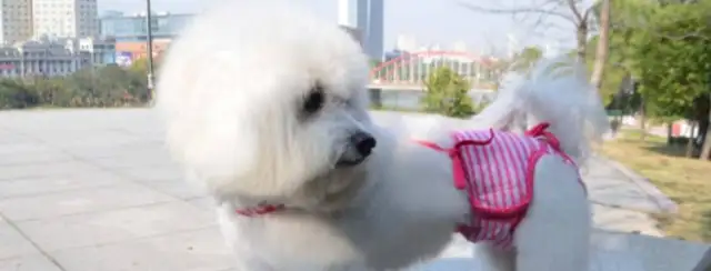 it's so cute when a dog wears a crotch