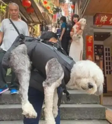 The 9-year-old dog's body fell and the owner took him on the last trip