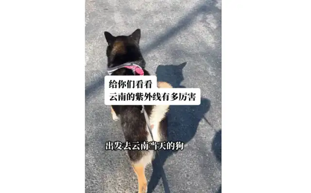 Dogs traveled to Yunnan to tan every day, and the UV light was too strong and the ass was tanned..