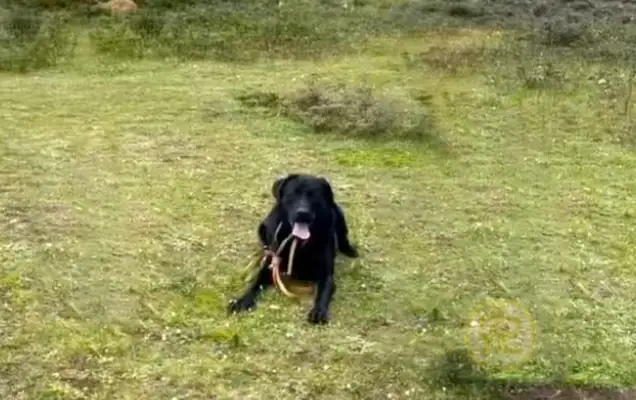 The dog at 4,000 meters above sea level, with tears in his eyes and windows, begs the good people to take it home