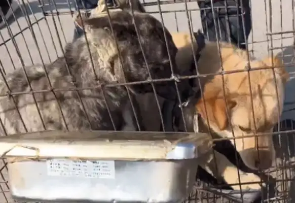 Once he left, the dog was thrown in a cage and found to make money