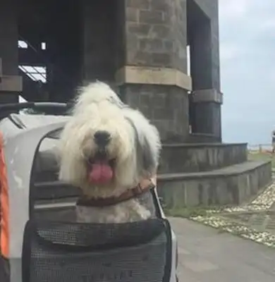 The 9-year-old dog's body fell and the owner took him on the last trip