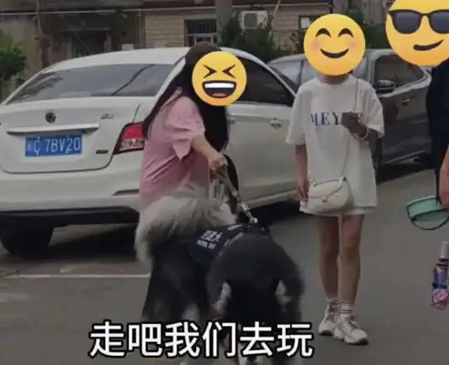 How many dogs have been "lost" by college students