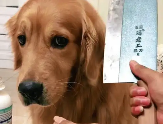 The dog is angry, the master takes out the fruit knife for a second, the golden hair: the knife learns to put me down