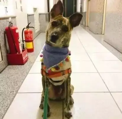 Grandma doesn't allow dogs to come in here