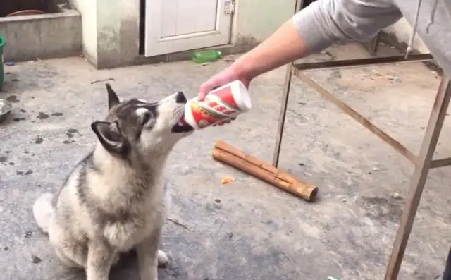 The dog was fed wine by the owner, and the owner gave the dog a bowl of white wine, and it was embarrassing, and the dog died on the spot