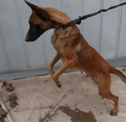 Nine doggies have a full moon, and the skinny ones are sold