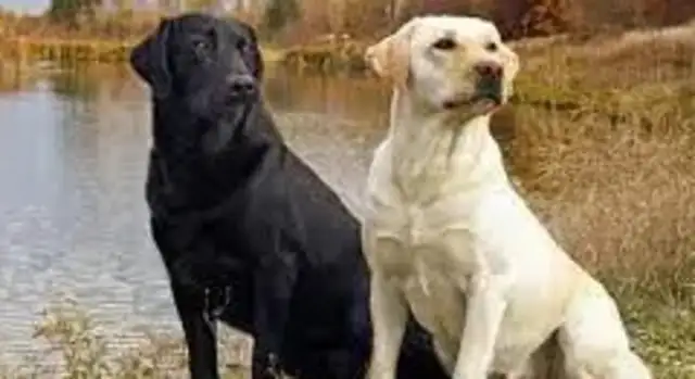 TWO NEW DOGS HAVE RECENTLY TAKEN OVER IN MASSACHUSETTS, OFFICIALLY KNOWN TO SMELL THE COVID VIRUS BY THEIR NOSES