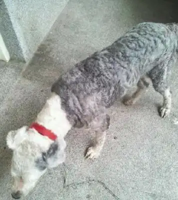 The 9-year-old dog's body fell and the owner took him on the last trip