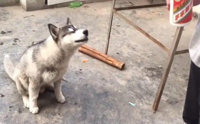 The dog was fed wine by the owner, and the owner gave the dog a bowl of white wine, and it was embarrassing, and the dog died on the spot
