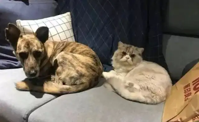Grandma doesn't allow dogs to come in here