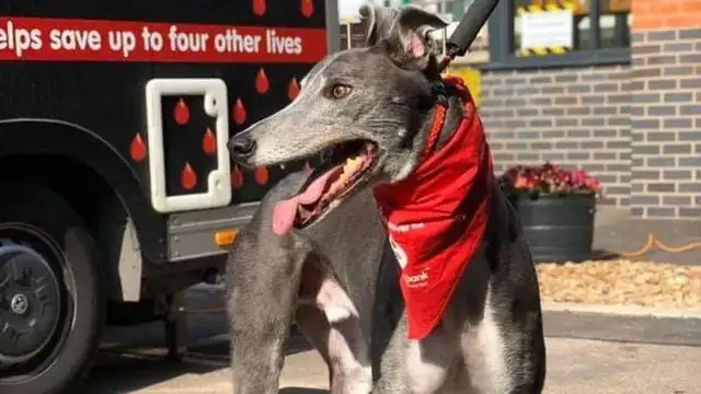 Dog hooks are the best! English dogs give ten thousand milligrams of blood for six years, saving 88 dogs. Life