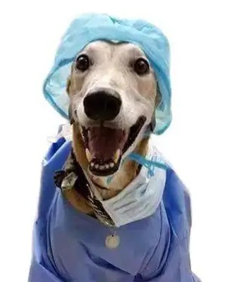 Dog hooks are the best! English dogs give ten thousand milligrams of blood for six years, saving 88 dogs. Life