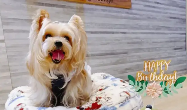 Nine-year-old dog abandoned for ugly? After the adoption at the pet shop, it turns out that it's a very high price