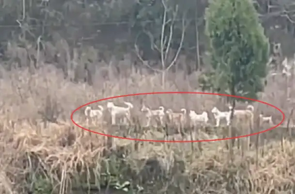 A bunch of dogs lined up on the road