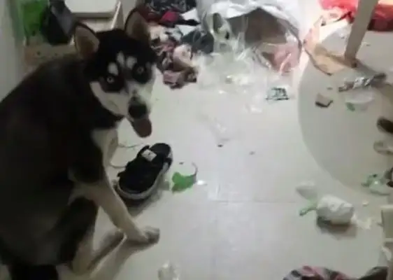 Haskee stayed at home for half a day, and the master opened the door and immediately called and invited his friends to eat dog meat