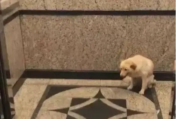 The big white dog sits in the elevator waiting for his master, and laughs at those who travel