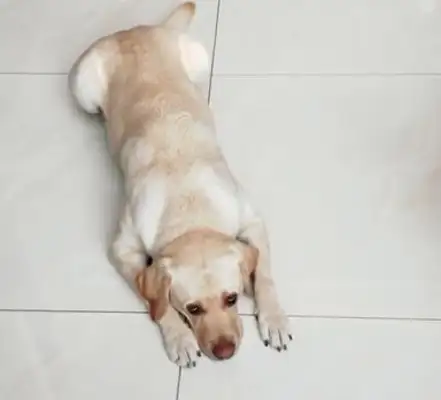 The owner's cell phone is dead, so the dog helps to charge the head. The dog laughs