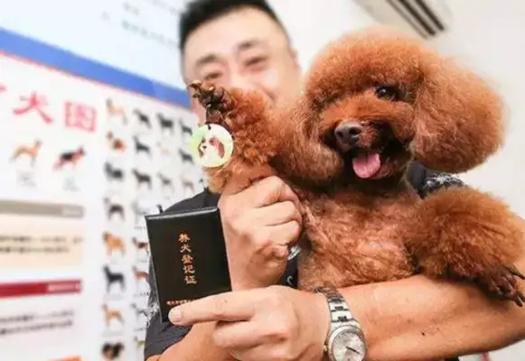Property reminds us of the hard rules of civilized dogs
