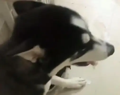 Haskee stayed at home for half a day, and the master opened the door and immediately called and invited his friends to eat dog meat