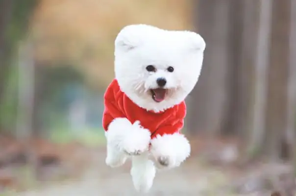 Dogs have been sterilized, they come to the hospital every day and say, "Scream, pig: We're worse than you."