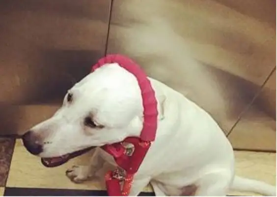 The big white dog sits in the elevator waiting for his master, and laughs at those who travel