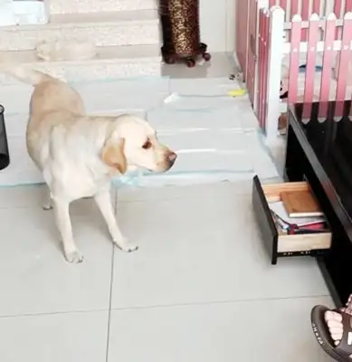 The owner's cell phone is dead, so the dog helps to charge the head. The dog laughs