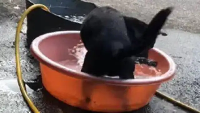 Dogs love to play in the sink when they're little, and for the first time it's raining to scare their feet: help me