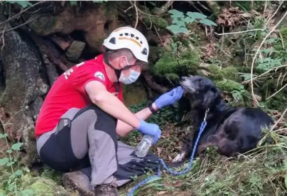 A 76-year-old fell in the valley and the dog was loyal and he called for help