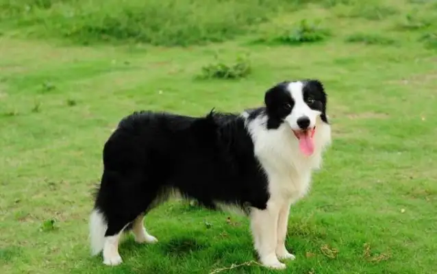 The most common pet dog ranking, the last is good, but the first is afraid