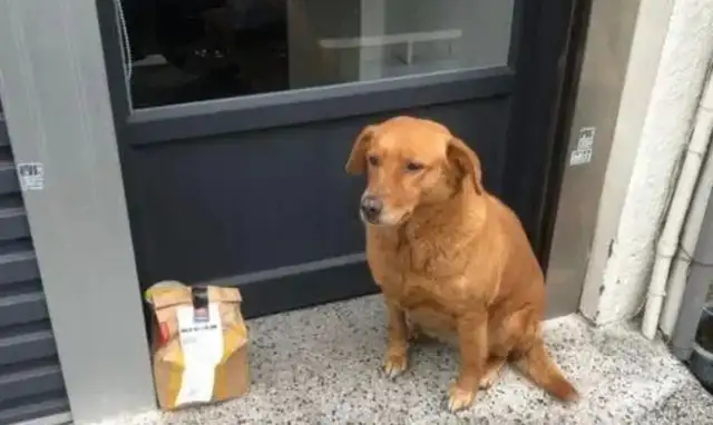 The delivery party was on the floor, and it was incredible: the dog was so good