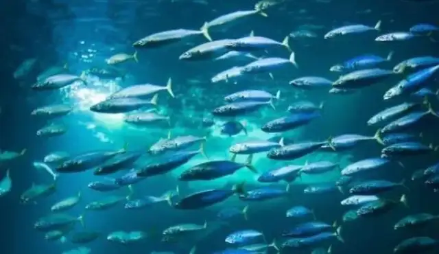 The herring farts between us? Newton's dog almost turned physics back? Take a misunderstanding about six animals