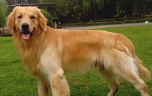 The most common pet dog ranking, the last is good, but the first is afraid