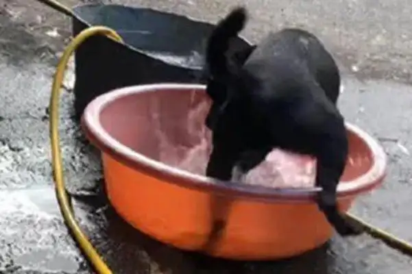 Dogs love to play in the sink when they're little, and for the first time it's raining to scare their feet: help me