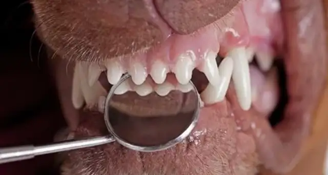 Four ways to treat pet tooth disease
