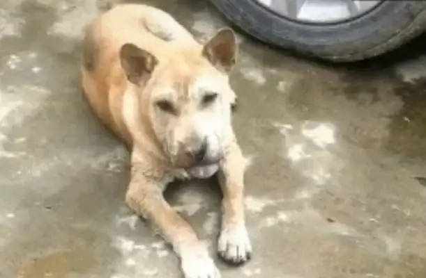 A dog with his tongue on his face, a man who thought it was funny, looked at it and couldn't smile