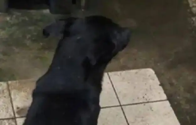 Dogs love to play in the sink when they're little, and for the first time it's raining to scare their feet: help me