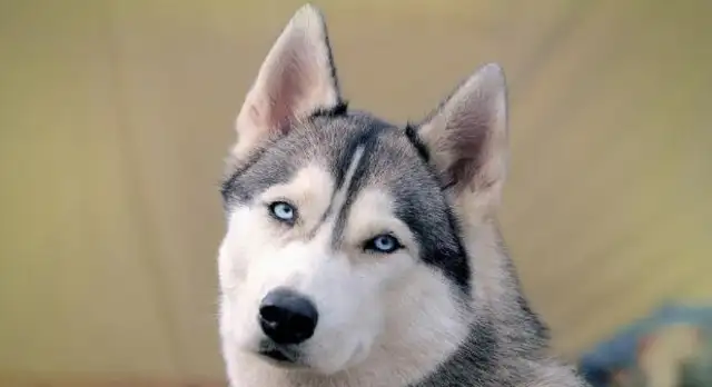 The most common pet dog ranking, the last is good, but the first is afraid