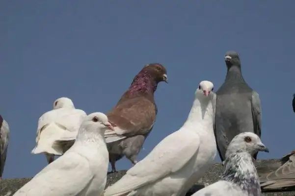 The herring farts between us? Newton's dog almost turned physics back? Take a misunderstanding about six animals