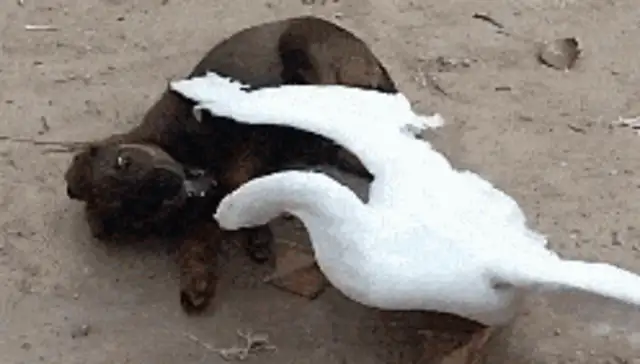 The geese saw the goose's eggs fall apart, passed the dog into the pan and got caught by the goose and beat the fat one