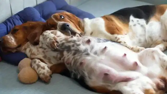The master saves a chick from home and the dog gives milk: What's wrong with a dog