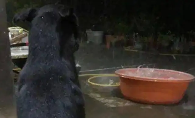Dogs love to play in the sink when they're little, and for the first time it's raining to scare their feet: help me