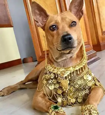 A stray dog looking for food in a garbage dump and being adopted by a rich man, he stepped on top of his life
